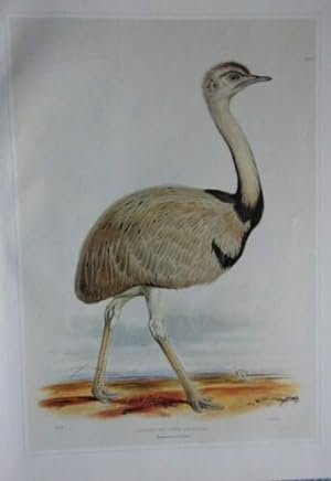 TIRAGE 20ème OISEAU AMERICAN EMU