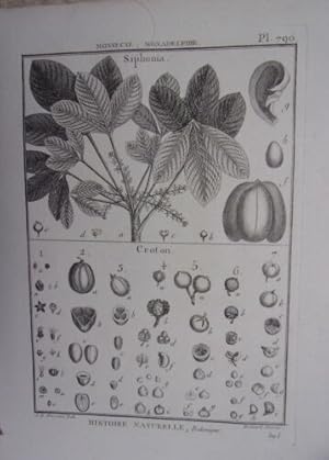 GRAVURE 18è EPOQUE HISTOIRE NATURELLE BOTANI MONOECIE POLYANDRIE SIPHONIA CROTON