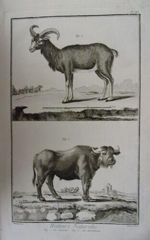 GRAVURE ORIGINALE CUIVRE DE MARTINET 1768 LE BUFFLE LE MOUFFLON