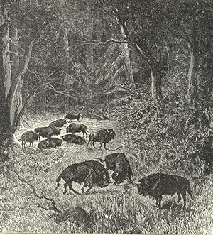 Bison in The Bela-Veja forest of Lithuania,1881 Antique Print