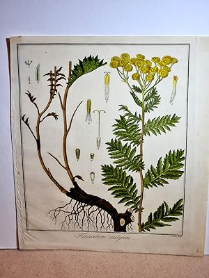 Tanacetum vulgare ( = Rainfarn ). Altkolorierter Kupferstich von Haas auf dünnem Papier um 1800.