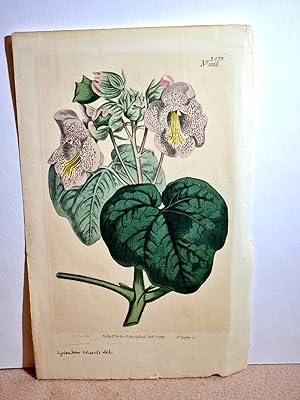 Altkolorierter Kupferstich einer Blume von Sanson nach Sydenham und Edwards aus dem Jahre 1807 au...