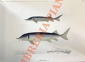 Iconografia dei pesci delle acque interne italiane. Iconography of italian inland water fishes.