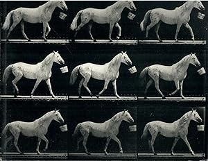 Motion and Document, Sequence and Time; Eadweard Muybridge and Contemporary American Photography
