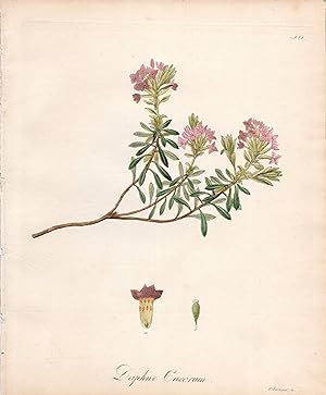 DAPHNE CNEORUM [Garland Flower or Rose Daphne]