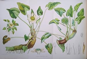 Illustrations of the Flowering Plants and Ferns of the Falkland Islands