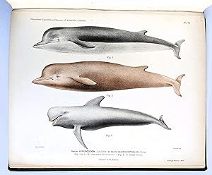 1913 FRENCH ANTARCTIC EXPEDITION *SIGNED & INSCRIBED* CETACEANS WHALES 15 PLATES Antarctica