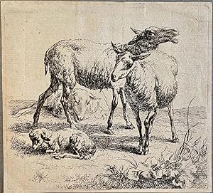 Antique print, etching I Sheep and lamb (Schapen met lammetje), published after 1650, 1 p.