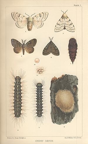 The gypsy moth. Porthetria dispar (Linn.). A report of the work of destroying the insect in the C...