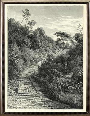 1894 Antique Print of a Road in the Colombia Hotlands