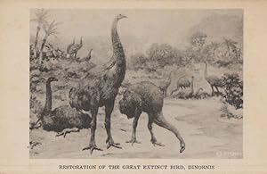 Dinoris Extinct New Zealand Bird Old USA Natural History Museum Postcard
