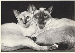 Siamese Twins Cats One Happy One Angry Crazy Art Photo Postcard