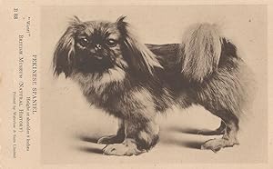 Ruby King Charles Spaniel Dog Natural History Museum Postcard