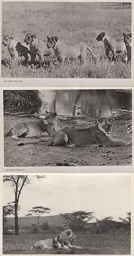 East Africa Game Lion Cub Family 3x Old Photo & Postcard s