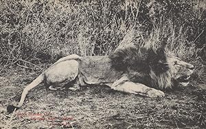 Injured Possibly Killed Dead Hunted Lion Blood Sports Antique Postcard