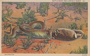 Rattle Snake Swallowing Rabbit Linen Postcard