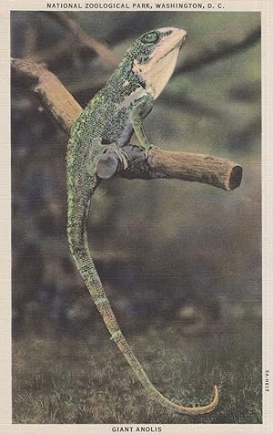 Giant Anolis Lizard Washington DC Zoological Park Linen Old Postcard