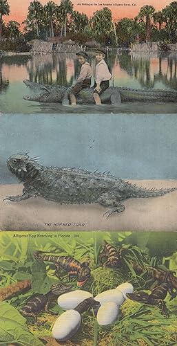 Alligator Egg Hatching in Florida Linen & Antique 3x Postcard s