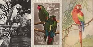 Parrot Bird 3x Antique Real Photo Oilette Old Rare Postcard s