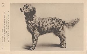 Laverack Setter Dog Norman Antique Natural History Museum Postcard