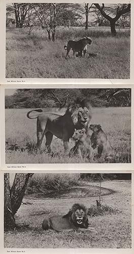 East African Hunting Game 3x Lion & Cubs Old RPC Postcard s