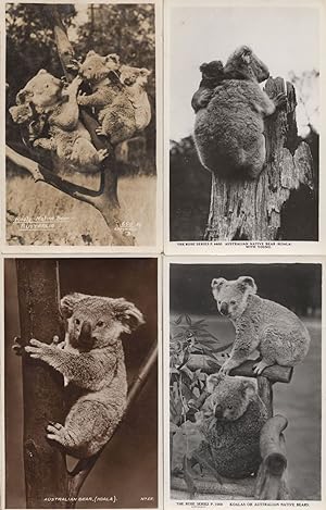 Koala Bear Rose Series National Park 4x Old Real Photo Postcard s