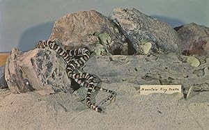 San Bernardino Mountain King Snake Postcard