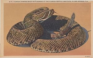Florida Diamond Back Rattlesnake At Florida Reptile Institute Old Postcard