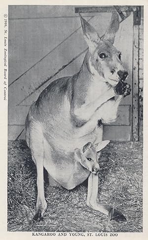 Australian Kangaroo & Young St Louis Zoo Antique Animal Postcard