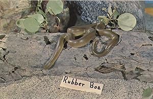 California Rubber Boa Rare Boidae Snake Postcard