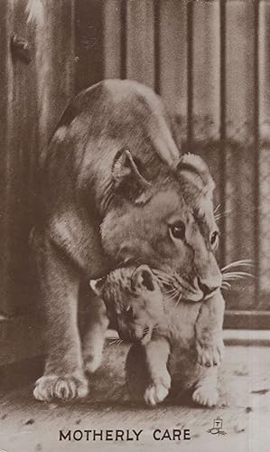 Motherly Care Tiger Biting Cub Beautiful Animal Real Photo Postcard