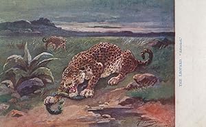 Leopard Snake Eating Rattlesnake Antique Blood Sports Postcard