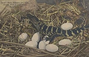 Florida FL Alligator Nest Eggs Reptiles Antique Linen USA Postcard