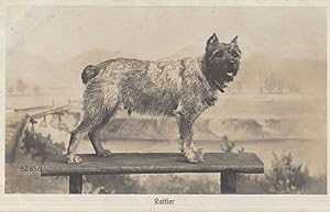 Rattler The Tailless Dog On Old Table Antique Postcard