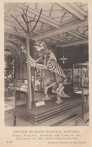 Giant Ground Sloth Skeleton Megatherium Bear Museum Old Postcard