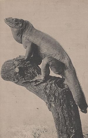 Essener Aquarium German 1924 Lizard Reptile Antique Postcard