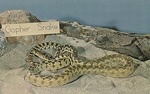 San Diego Gopher Snake Postcard