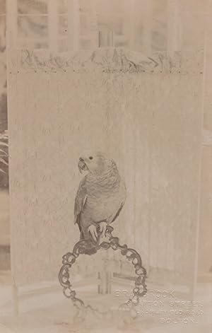 Bolton Lancashire Budgie Circa 1903 Bird Old Real Photo Postcard