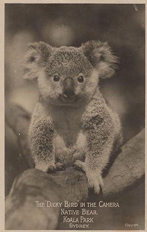 Dicky Bird Native Bear Koala Park Sydney Rare Old Real Photo Postcard