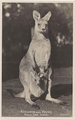 Kangaroo & Young Baby Koala Park Sydney Old Real Photo Postcard