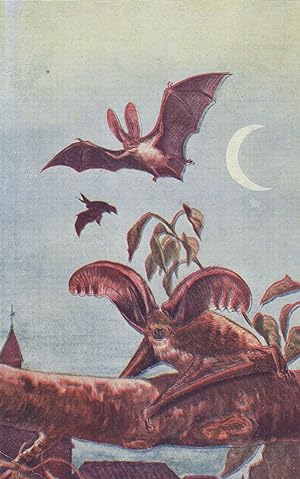 Dinosaur Bats Mamiferos Antique Bat Spanish Postcard Style Trade Card