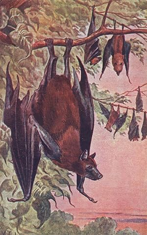 Dinosaur Bats Old Mamiferos Antique Spanish Postcard Style Trade Card