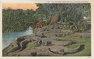 Alligators Enjoying The Florida Sunshine Antique Reptile Postcard