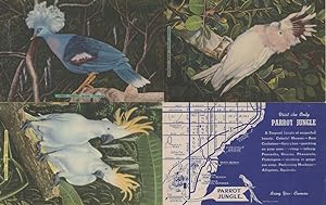 Parrot Jungle Miami 4x Bird Zoo Cockatoo Old Map Postcard s