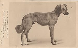 Persian Greyhound Dog Antique Natural History Museum Postcard