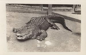Billy The Alligator Crocodile Antique RPC & Special Message