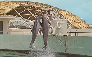Porpoise Double Jump Boat At Miami Florida Dolphin Postcard