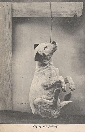 Hanging Killing Of A Dog Antique Dogs Animal Cruelty Postcard