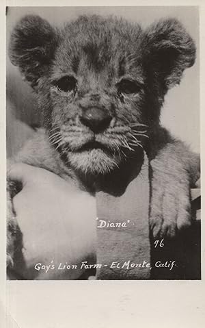 Diana Gays Lion Farm Zoo El Monte Old Cub WW1 Real Photo Postcard
