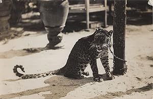 Furious Leopard Tied Chained RPC Postcard & Special Message